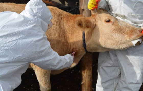  Дундговь аймгийн Эрдэнэдалай суманд шүлхий өвчин гарчээ