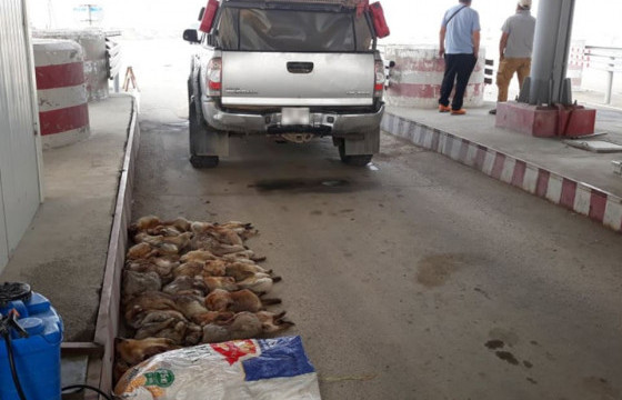 Нийслэл рүү 24 тарваганы тулам нэвтрүүлэхийг завджээ