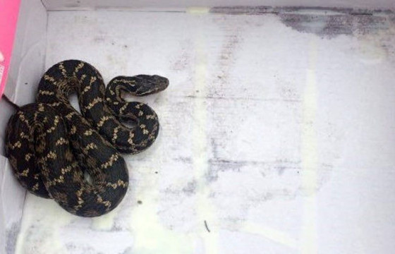 Могойд хатгуулсан иргэн амиа алджээ