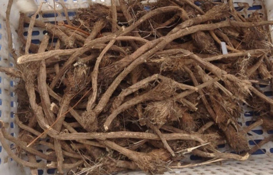  Дэрвэгэр жиргэрүүг хууль бусаар түүж, бэлтгэсэн хэргийг шалгаж байна