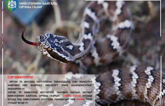 АНХААРУУЛГА: Нийслэлд бамбай хоншоорт могой харвал яаралтай мэдэгдэнэ үү