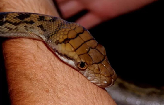 ЗӨВЛӨГӨӨ: МОГОЙД ХАТГУУЛАХААС ХЭРХЭН УРЬДЧИЛАН СЭРГИЙЛЭХ ВЭ