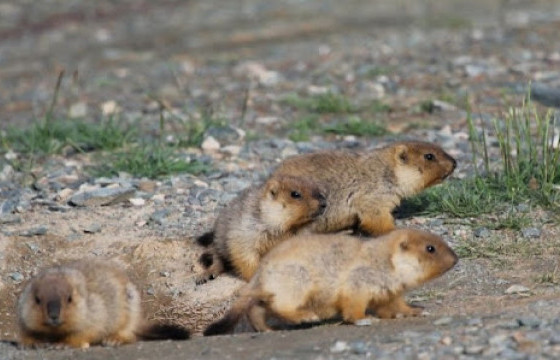 Тарваган тахлаас урьдчилан сэргийлэх үзлэг, тандалт 60 хоног үргэлжилнэ