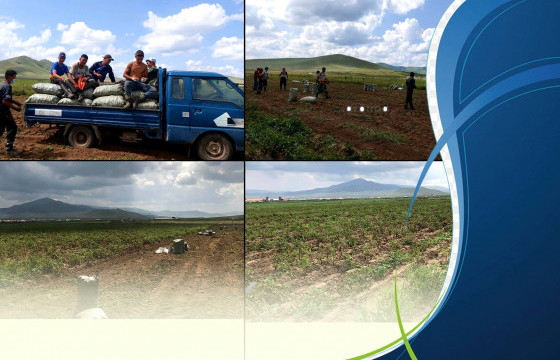 Жаргалантын талбайд төмсний гарц арвин, тариаланчдын сэтгэл тэнүүн байна