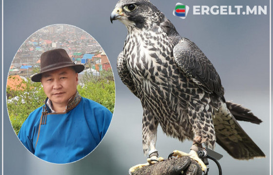 А.Ганболд: Нүдийг нь боож байгаад сарвуунаас нь тор, уяаг салгахад шонхрын нулимс урсаж, алчуур нэвтэрч байсан