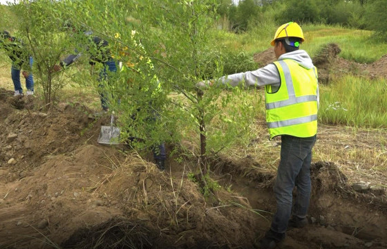 Авто замын трасст орсон бургаснуудыг шилжүүлэн суулгаж эхэллээ