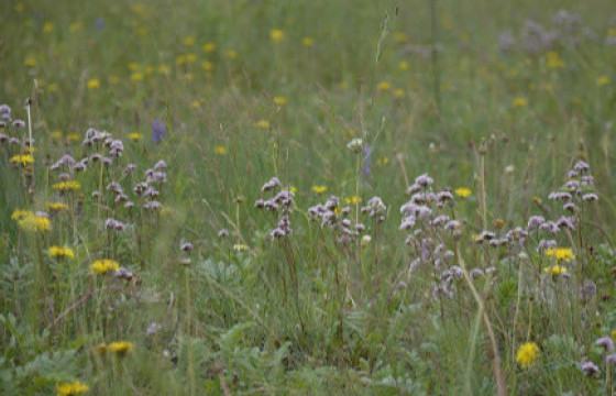 Сураггүй болсон жирэмсэн эмэгтэйг олоогүй байна