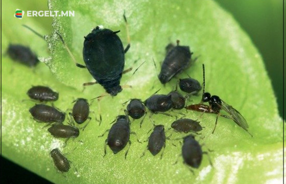 ХМХА: Импортын бараа бүтээгдэхүүнийг 151 үзүүлэлтээр шинжилж байна