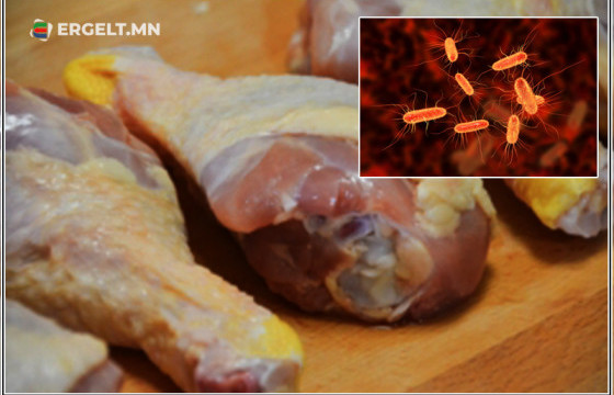 Импортын 25 тонн тахианы мөчөөс их хэмжээний e.coli бактери илэрчээ
