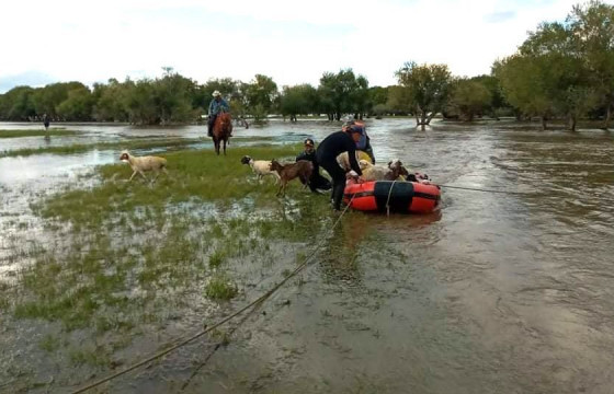 Үерийн усанд боогдсон 300 гаруй малыг завиар зөөж, гаргажээ