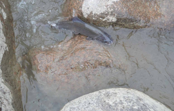  Г.Энхтүвшин: Загас түрсээ шахдаг боргиог унаган төрхөөр нь үлдээхээр боллоо