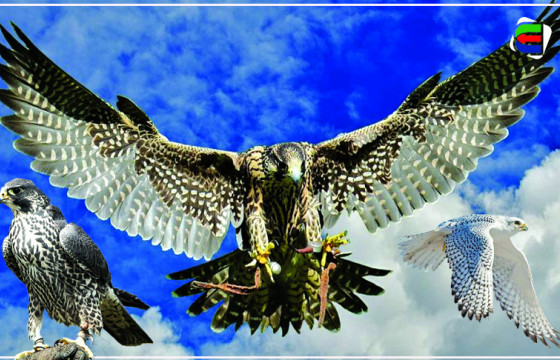 Арабуудын өргөст торон урхинд нэвт сүлбүүлсэн шонхрын эмгэнэл-III