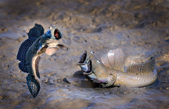 ФОТО: Амьд байгалийн хошин зураг шалгаруулах тэмцээний шилдэг бүтээлүүд