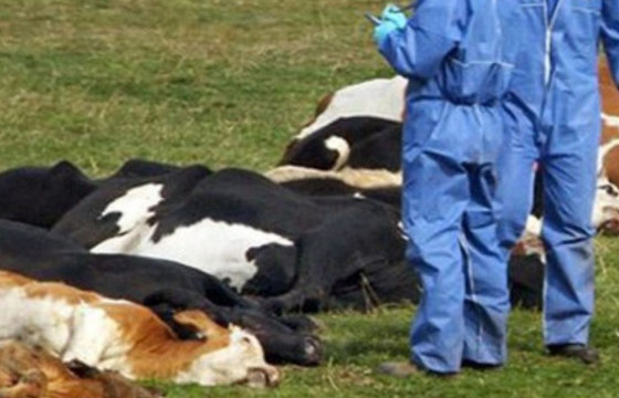 11 аймагт малын гоц халдварт өвчин бүртгэгджээ