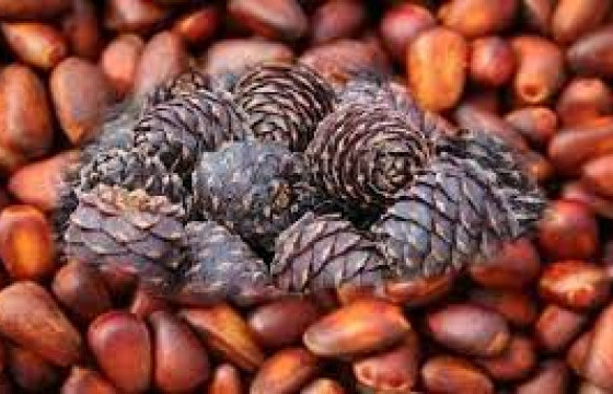 Самар, жимс түүж буй иргэдийг уулнаас буулгах эргүүл ажиллаж эхэлжээ