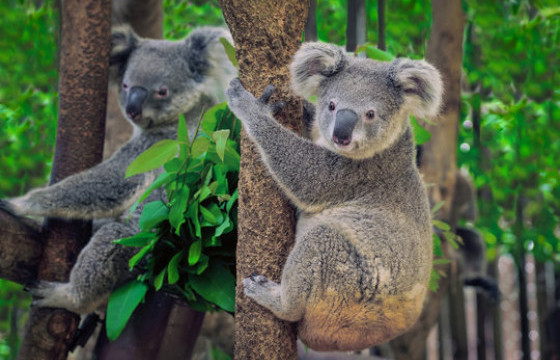 Коала баавгайн тоо толгой 30 хувиар буурчээ