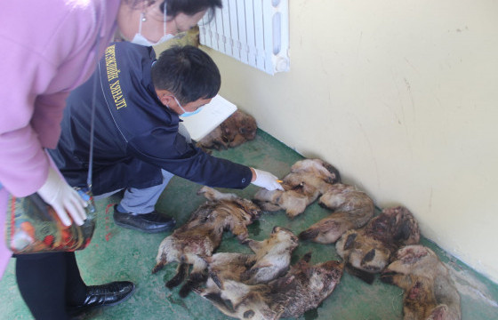 Хууль бусаар тарвага агнасан, худалдаалсан, тээвэрлэсэн 26 зөрчил илрүүлжээ