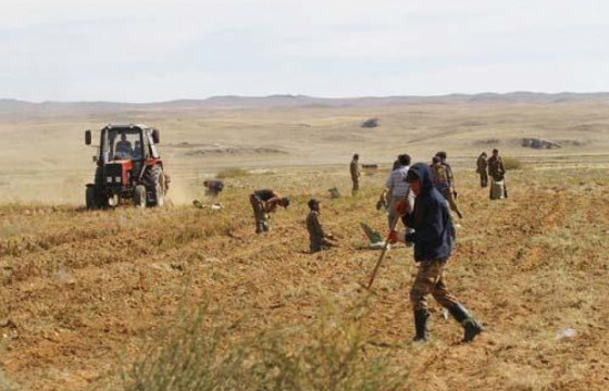                   Төмс, хүнсний ногооны хураалт 48 хувьтай үргэлжилж байна