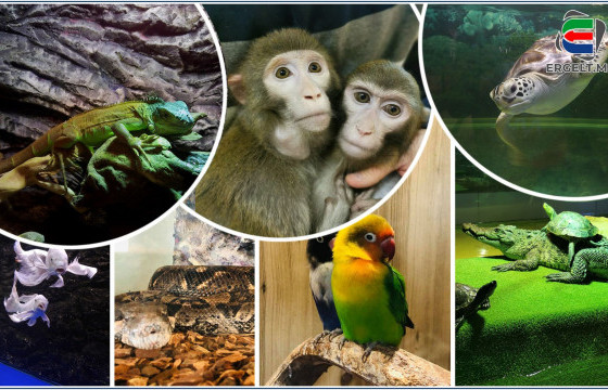 Томчуудын нүдийг баясгаж, багачуудын төсөөллийг бодит болгосон амьтны хүрээлэнгийн нэг өдөр