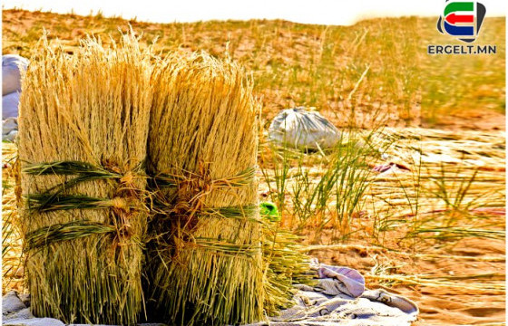 Элсэн дунд үелзэн найгах суль тарианы ургац хураалт