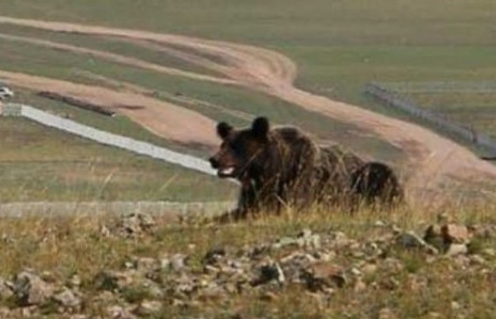 Завхан аймагт баавгай адуу идэж, бамбарууш уулнаас бууж иржээ