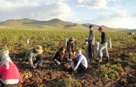  Ургац хураалтад 11 мянган хүн хөдөлмөрийн түр гэрээгээр ажиллаж байна