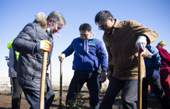 У.ХҮРЭЛСҮХ: “Тэрбум мод” үндэсний хөдөлгөөний хүрээнд ойгоос мод авчирч суулгахгүй