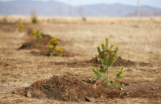 Тэрбум мод тарьснаар нийт нутгийн 7.9 хувь нь ойтой болно