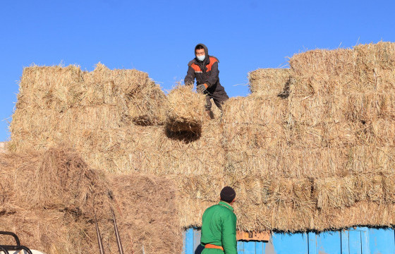 Өвөлжилтийн хүрээнд 44900 тонн өвс, 14860 тонн тэжээл бэлтгэхээр төлөвлөжээ