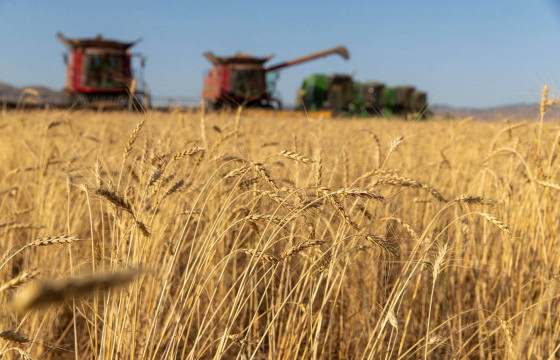 Үр тариа, хүнсний ногоо, тосны ургамлын хураалт  өнгөрсөн оноос  найман хувиар өсжээ