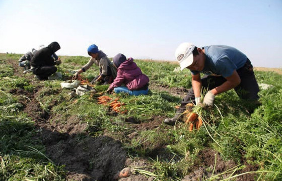  Ургац хураалтад нийт 11.1 мянган хүн ажиллаж байна