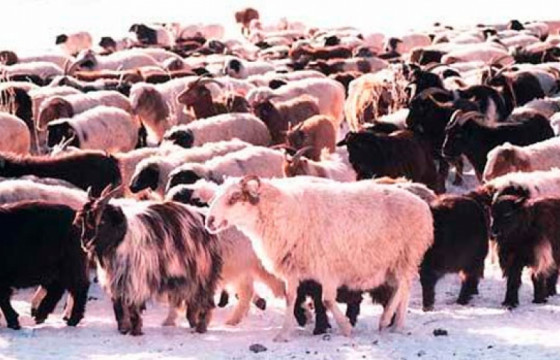 1850 малчин өрх отроор өвөлжинө