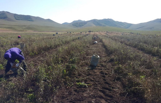 Төмс, хүнсний ногооны 961 га талбайн ургац үерт автжээ