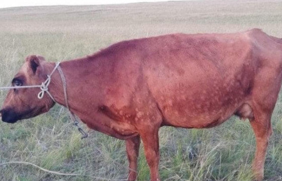 Цагаан-Овоо сумын Хөөвөр багийн дарга: Үхрийн арьс товруутах өвчин есдүгээр сард илэрсэн