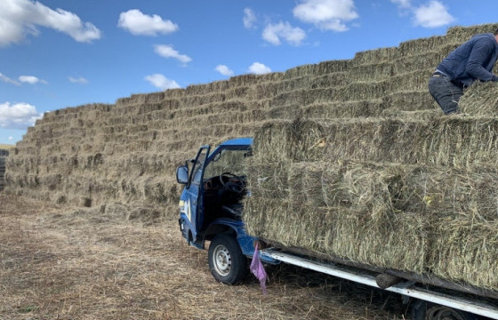 Улсын нөөцөд 44 мянган тонн өвс бэлтгэнэ