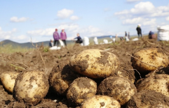 Хүнсний ногооны хураалт 92.5 хувьтай үргэлжилж байна