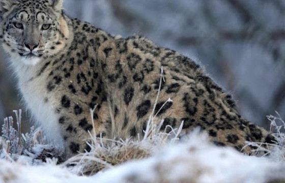 Монгол оронд нас бие гүйцсэн 953 цоохор ирвэс бий