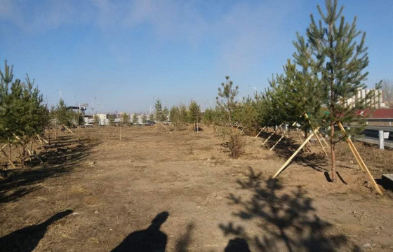 Яармагийн гүүрний зүүн талд 300 нарс мод тарьжээ