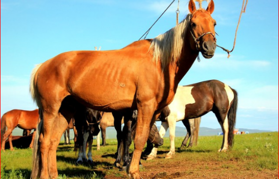 ХОС ШАРГЫН ТУУЛЬ