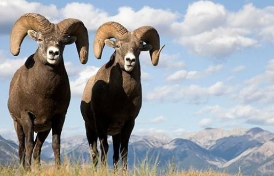 Монголд дөрвөн мянга гаруй аргаль байна