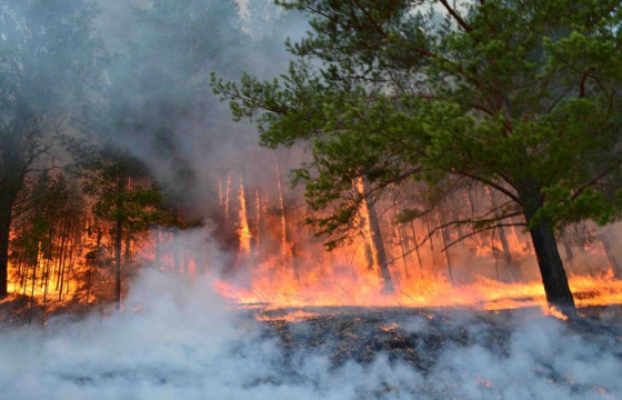 Энэ онд ой, хээрийн гал түймэр 54 удаа гарчээ