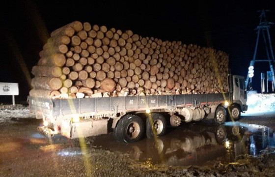 Хууль бусаар мод бэлтгэх гэмт хэрэг 6.8 хувиар өсжээ