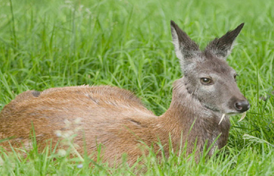 Шов шовхийн хөхдөг шовшооройн эцэг гэрээ