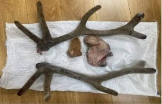 Баавгайн савар, бугын цусан эвэр, чив, сүүл зэргийг тээвэрлэж явсан хоёр иргэнийг илрүүлжээ