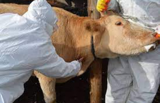 Хонгор суманд шүлхий өвчин илэрч, 30 хоногийн хөл хорио тогтоолоо