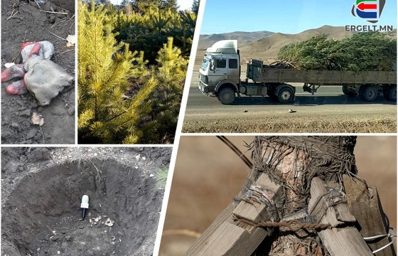 ТЭРБУМ МОД ТАРИХ АЯН ХҮДЭР СУМЫН ЗУЛЗГАН НАРСАН ОЙГ СҮЙДЭЛЖ ДУУСЛАА