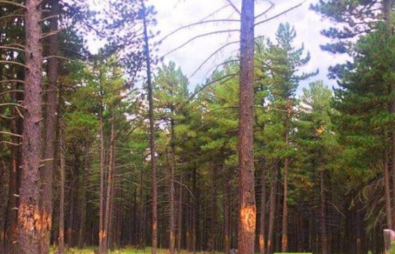 Самар түүхээр явсан иргэн сураггүй болжээ