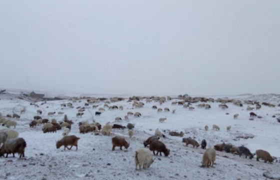 Малд яваад сураггүй алга болсон иргэнийг эсэн мэнд олжээ