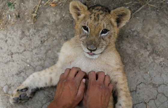 ФОТО: Африк тив