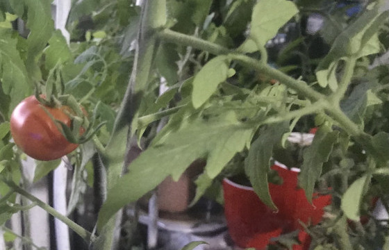 Гар арга, бор зүрхээрээ ногоо тариалагч